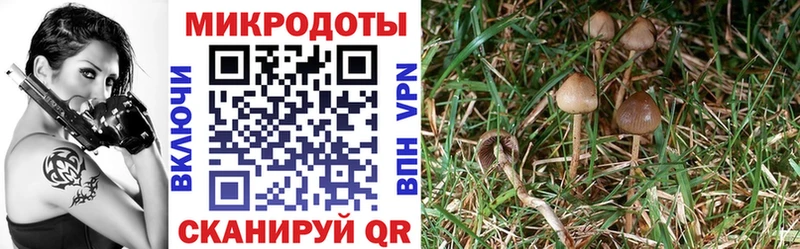 Галлюциногенные грибы MAGIC MUSHROOMS  Онега 